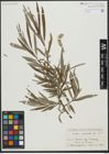 Foto von Salix viminalis L.